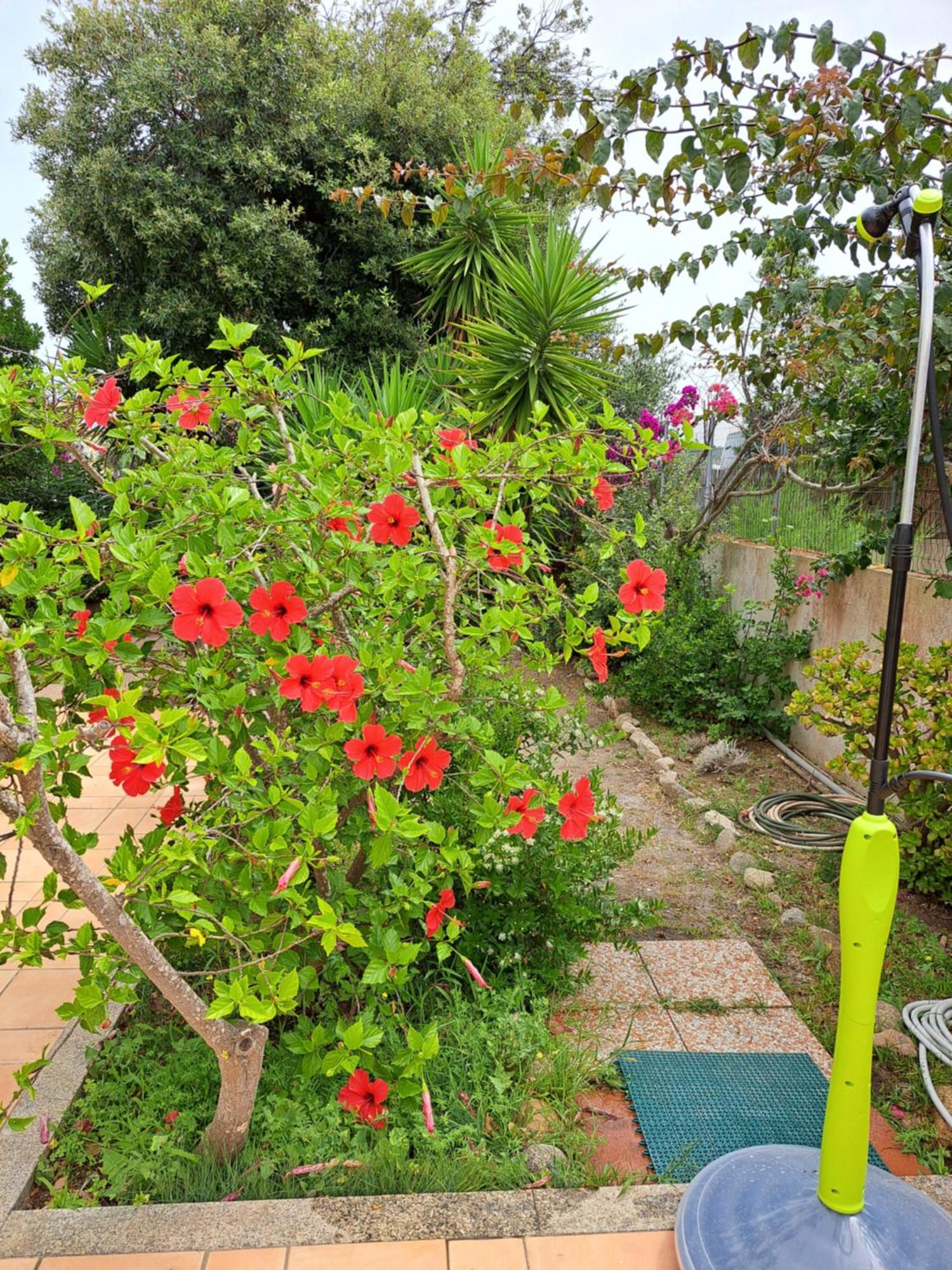 Bed and Breakfast Casa Di Paolo E Roberta Santa Teresa Gallura Zewnętrze zdjęcie